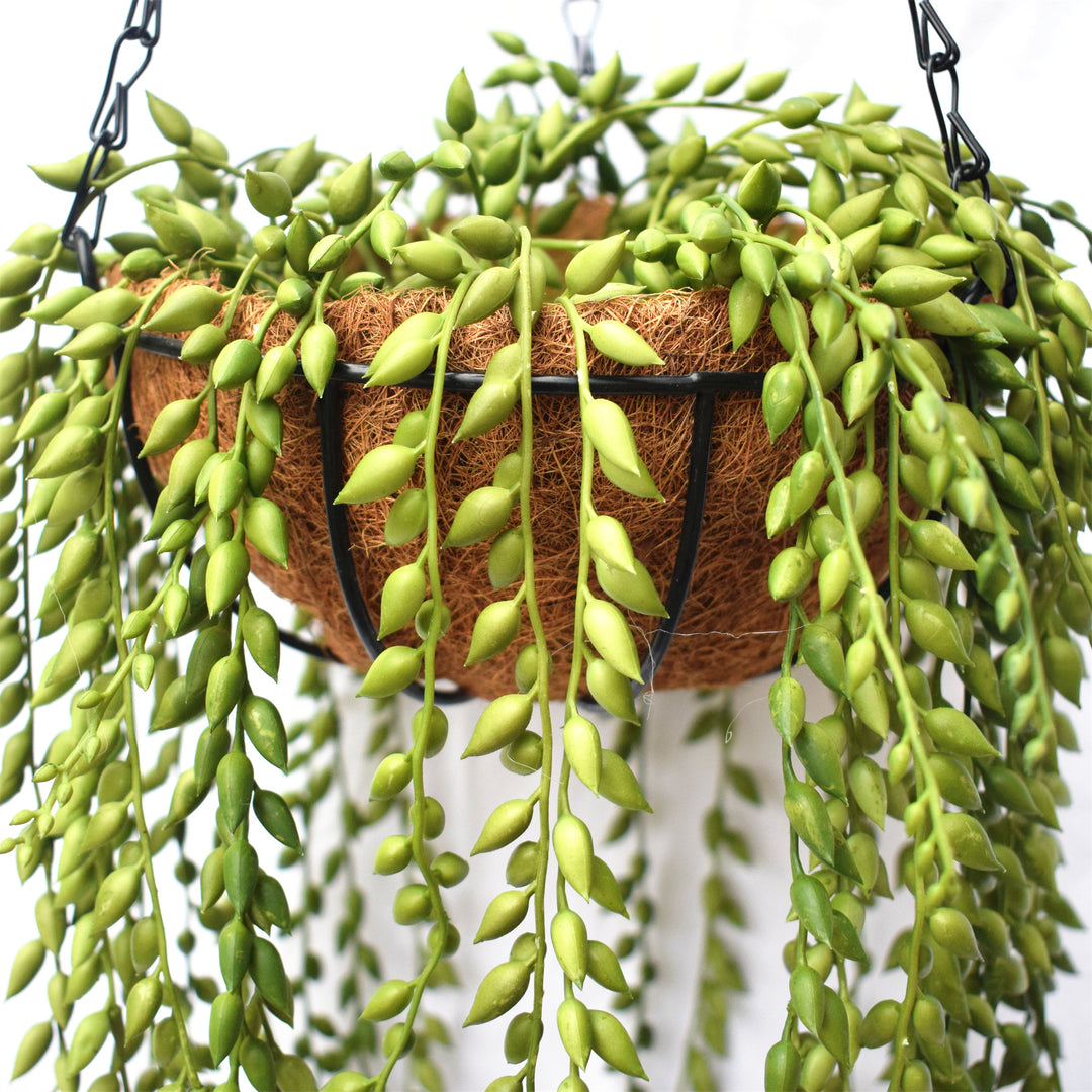 String of Pearls Hanging 100CM Length Outdoor Plant UV Protected
