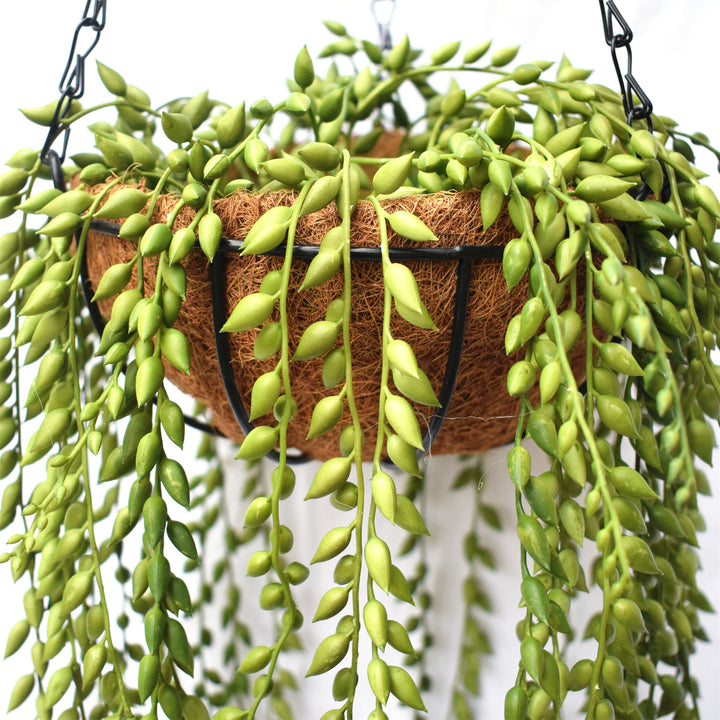 String of Pearls Hanging 100CM Length Outdoor Plant UV Protected